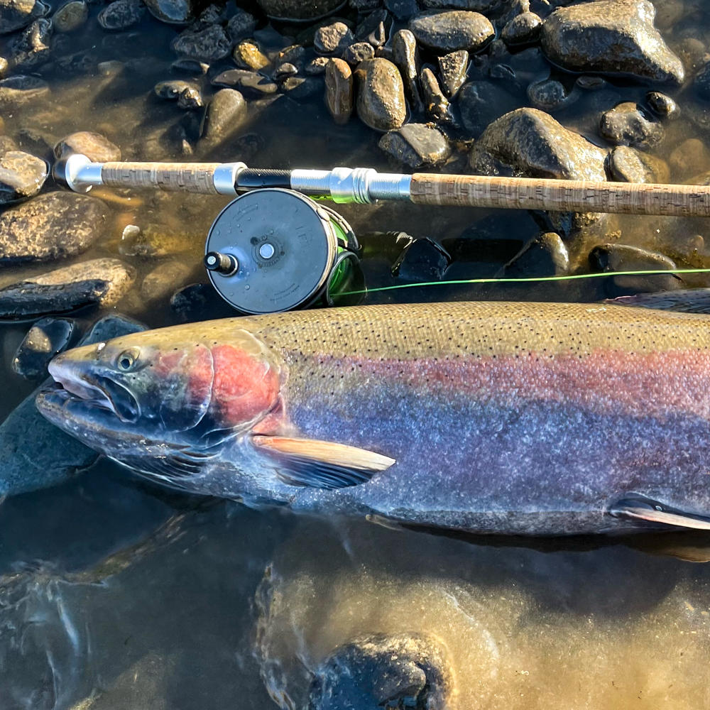 Record steelhead from Clearwater River