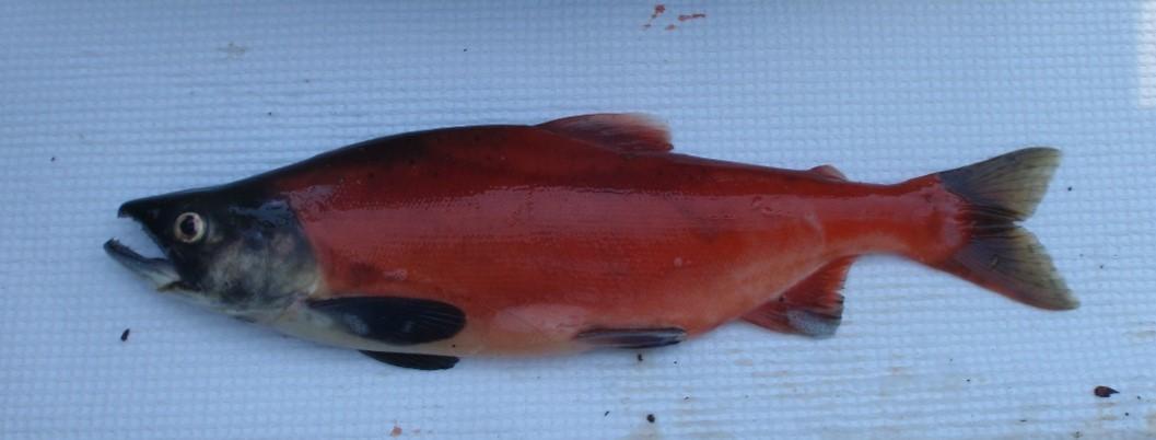 Kokanee on Dworshak