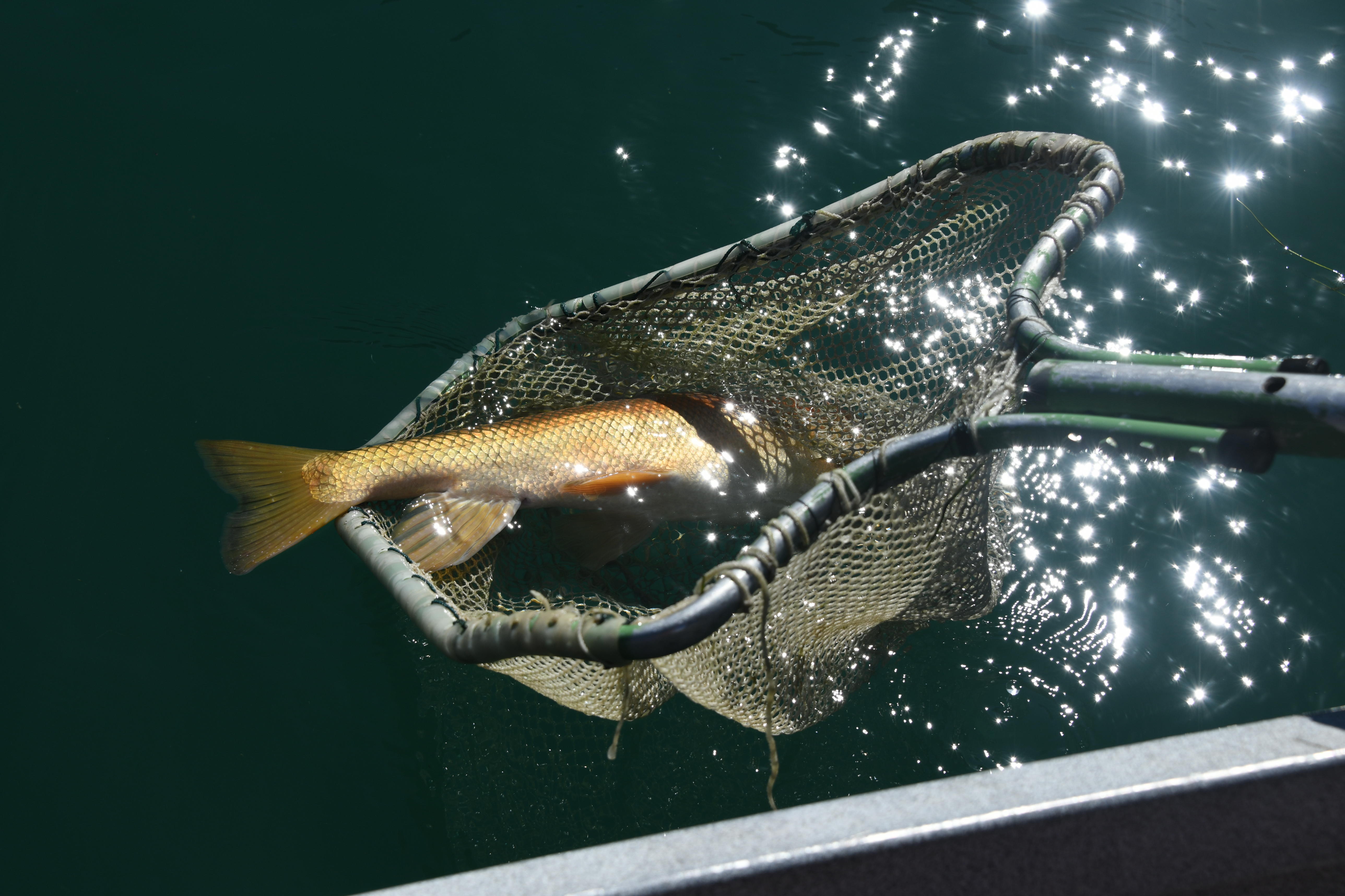 A common carp is netted in the Snake River during the chelated copper treatment.