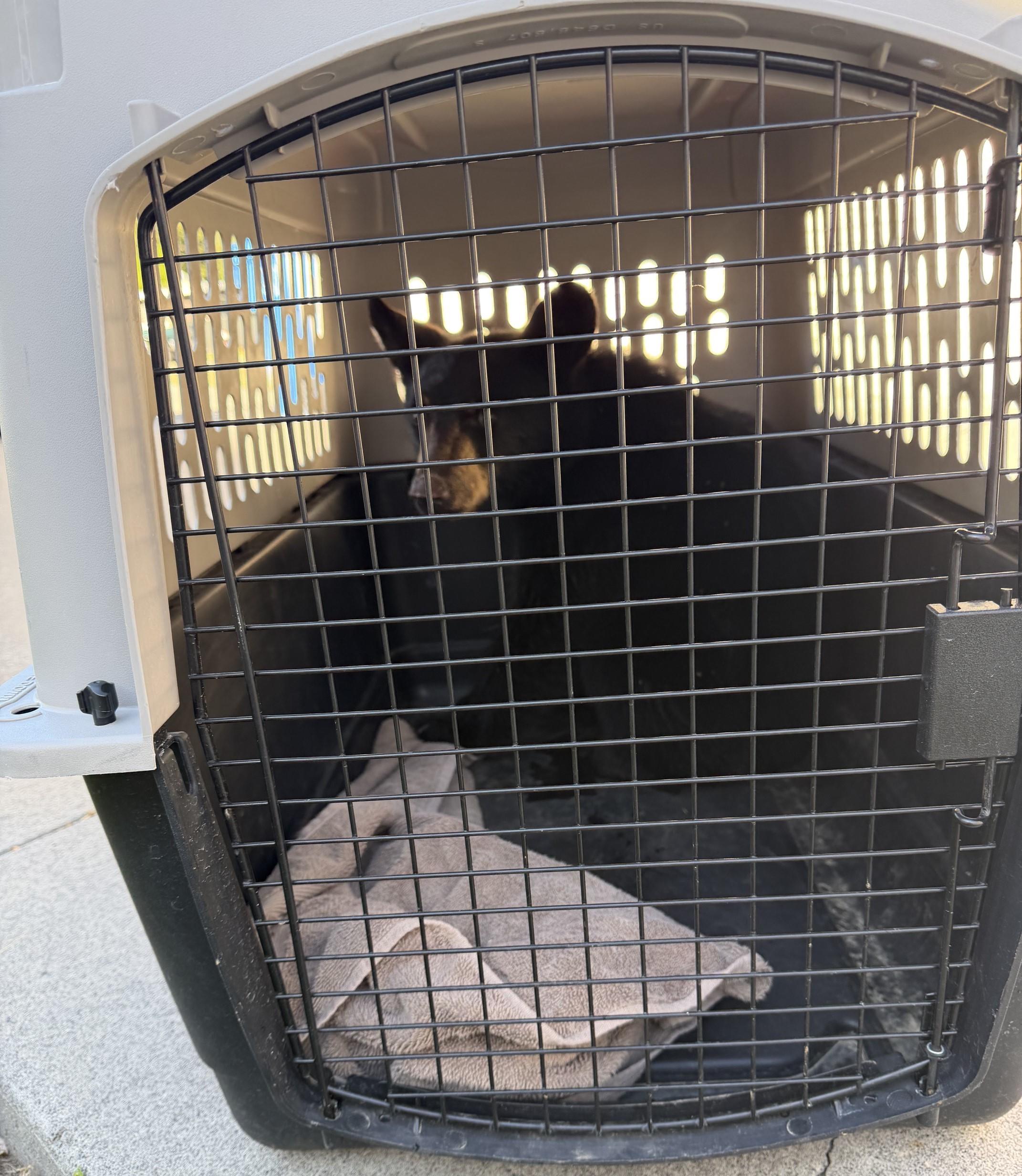 young black bear in tan carrier with closed metal door