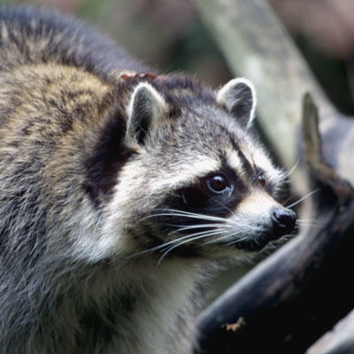 raccoon head shot