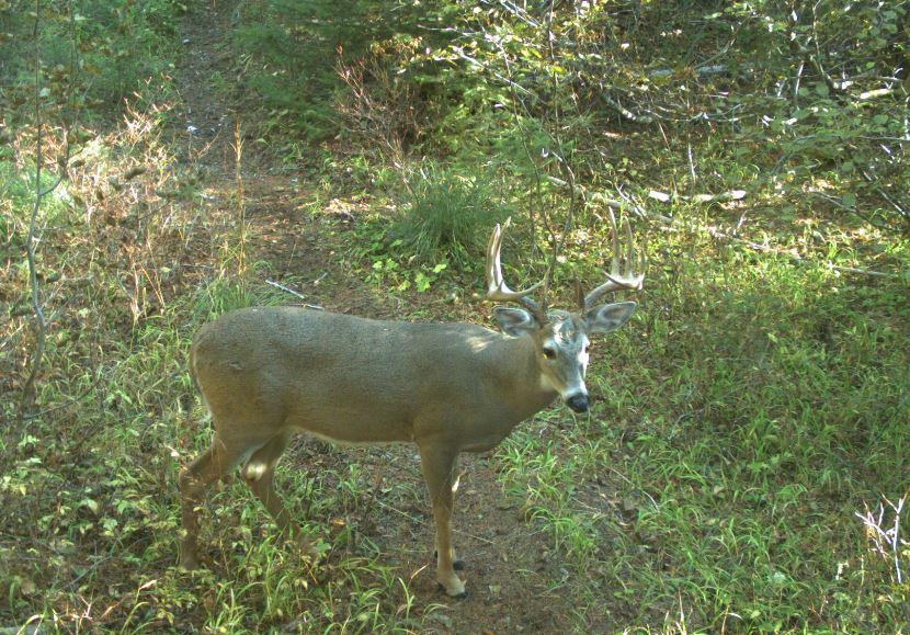 white-tailed_deer_buck_game_camera