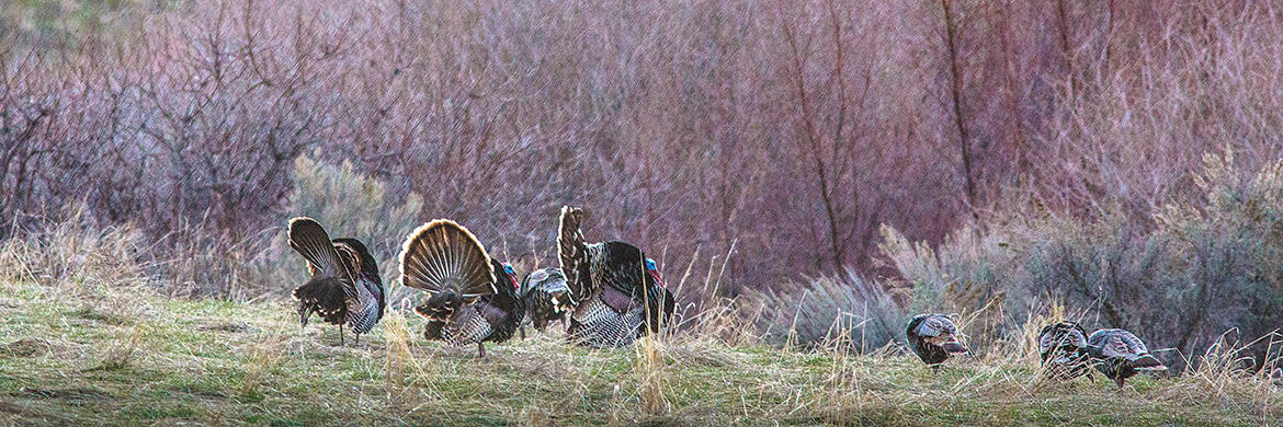 wild_turkey