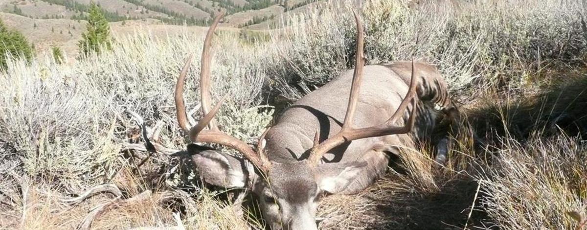 a hunter's mule deer buck in sagebrush