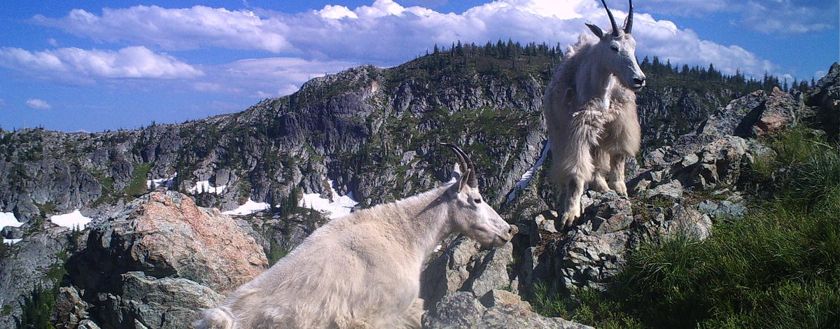 mountain  mountain goats trail cam July 2012