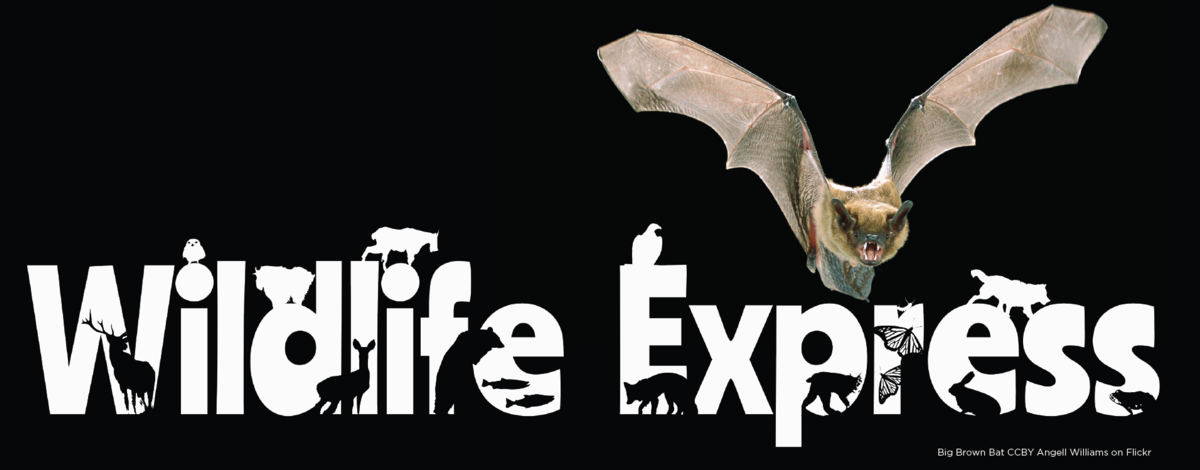 Wildlife Express: Bats