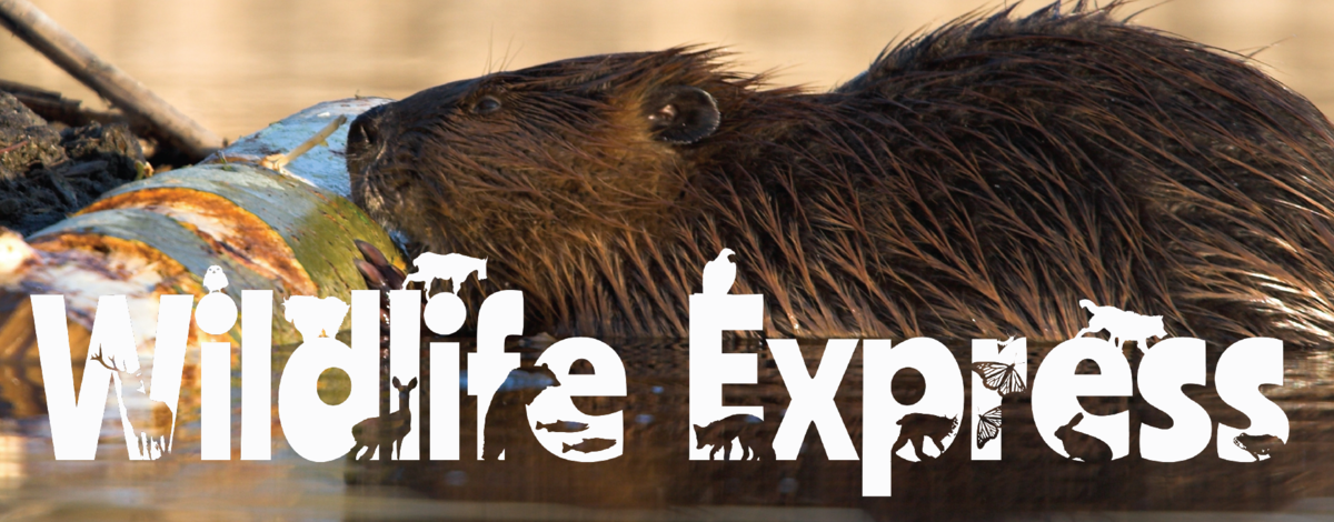 Wildlife Express Banner: Beavers