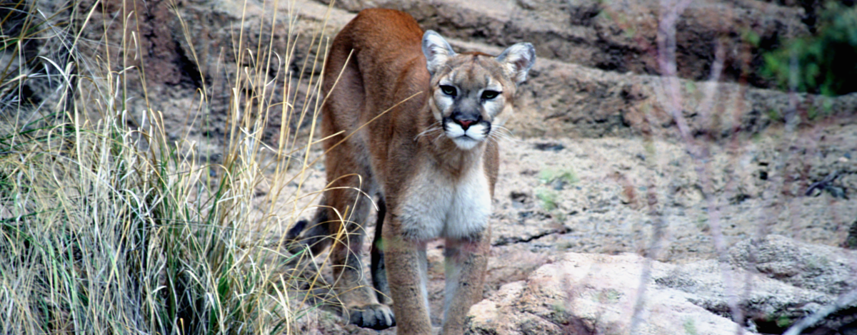 mountain lion cougar looking at the camera in brush and on rock November 2004