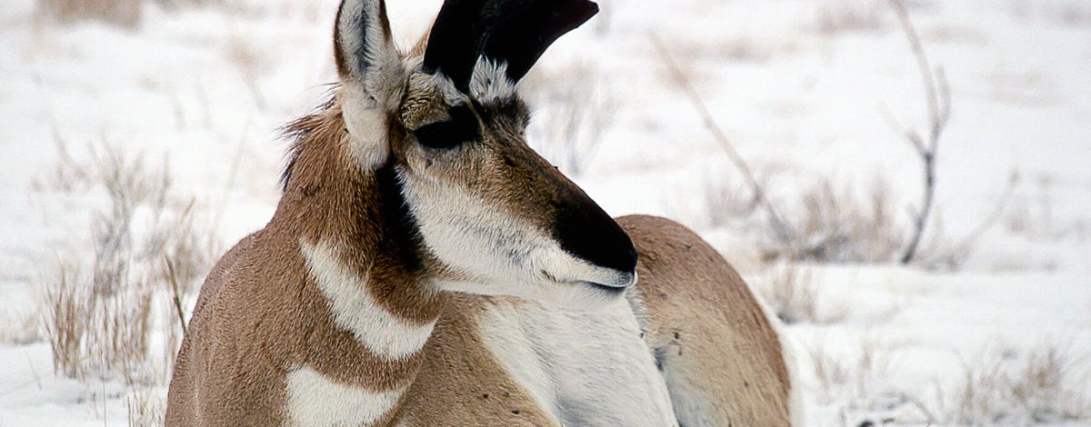 pronghorn buck antelope laying in snow medium shot November 2004