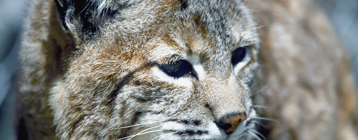 bobcat head shot September 2005