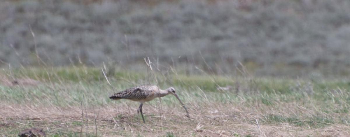 curlew in grass on the Sand Creek field trip May 2011