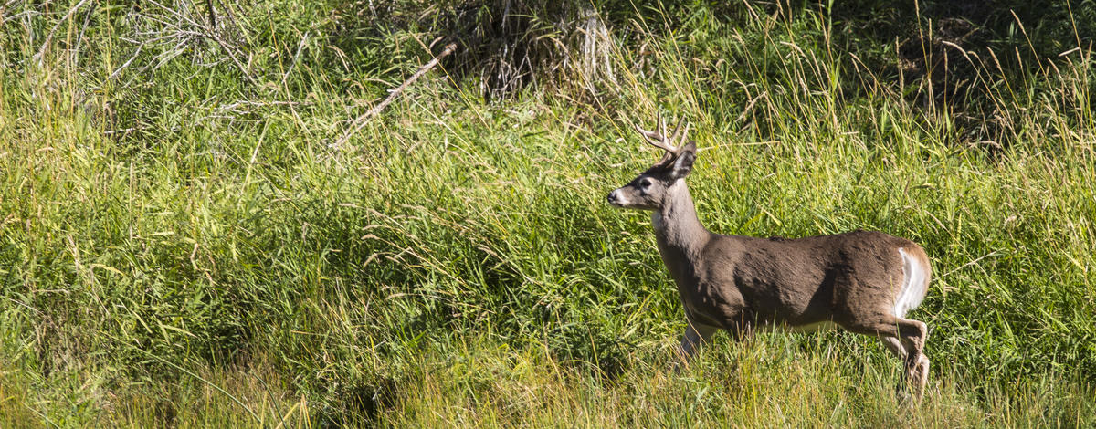 whitetail buck in grass in the Kootenai National Wildlife Refuge September 2015