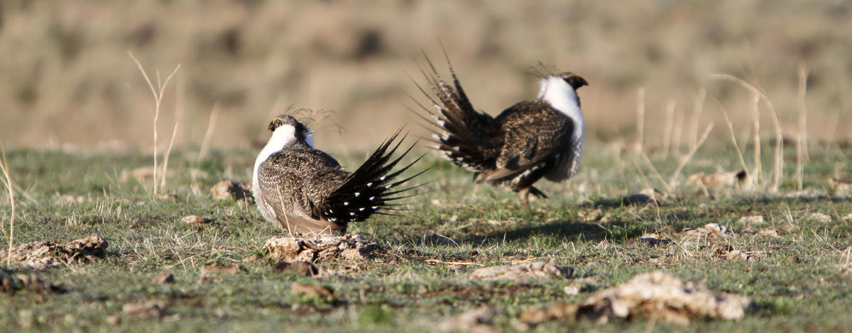 Sage Grouse on Lek