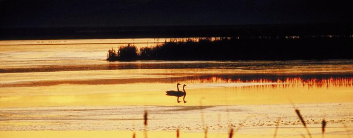 two swans swimming in sunset wide shot