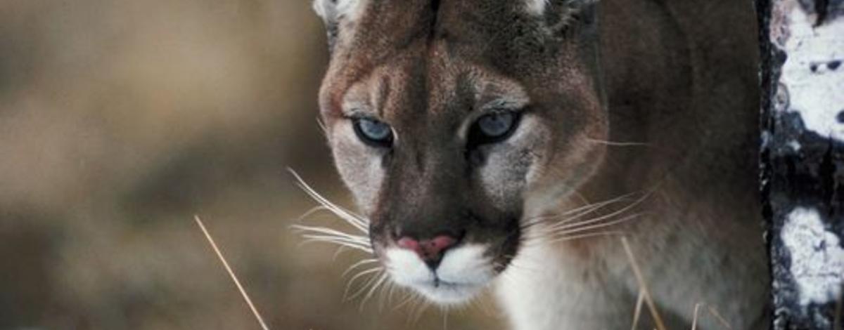 mountain lion in grass and snow 