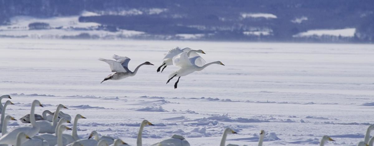 trumpeter swans landing others in snow medium shot