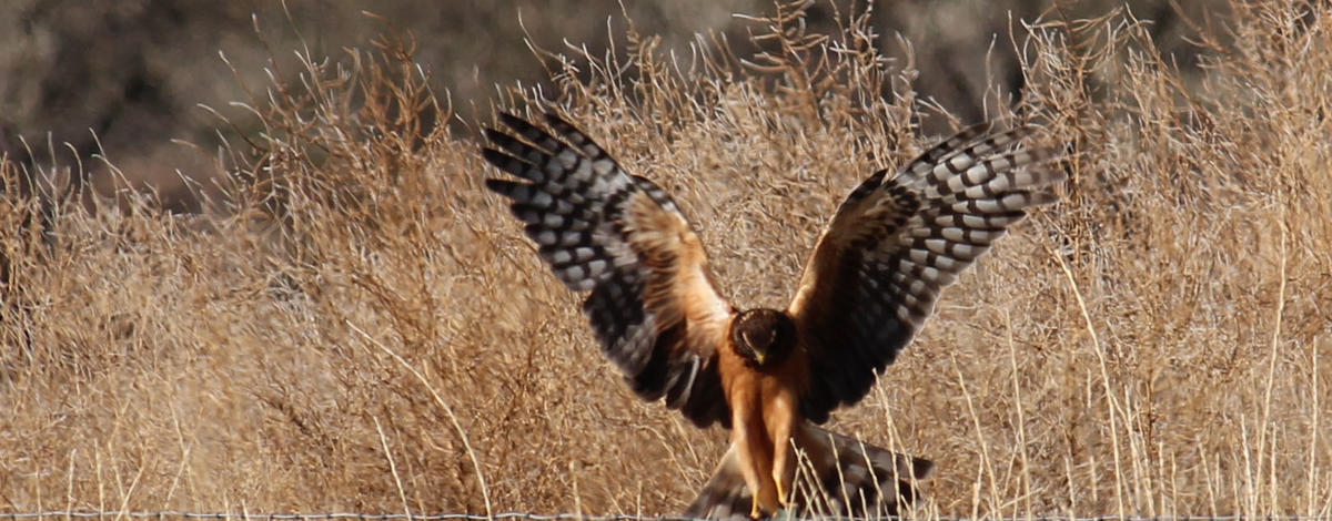 red tailed hawk landing November 2014