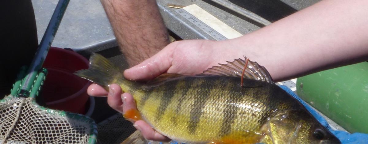 Yellow Perch tagged to estimate angler harvest