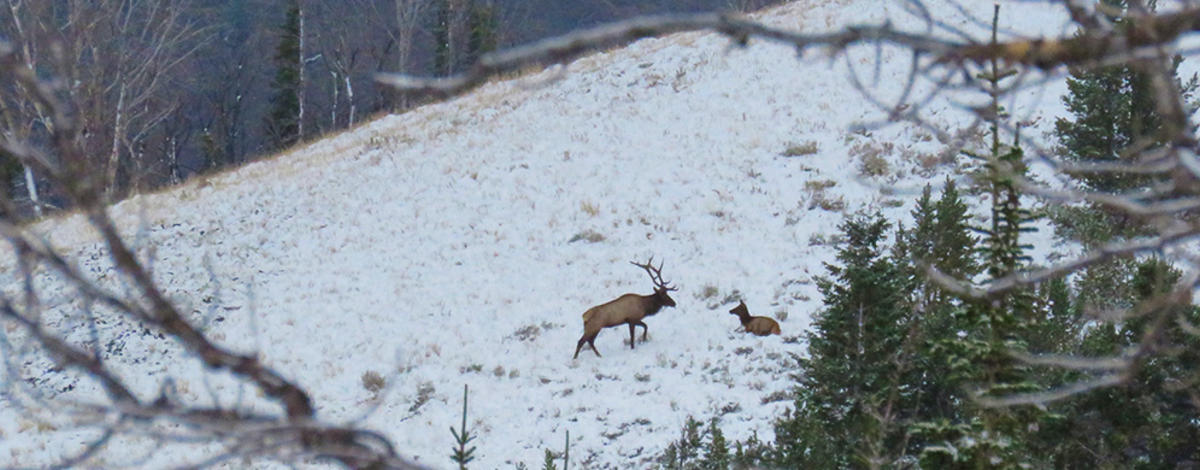 banner-elk-in-snow