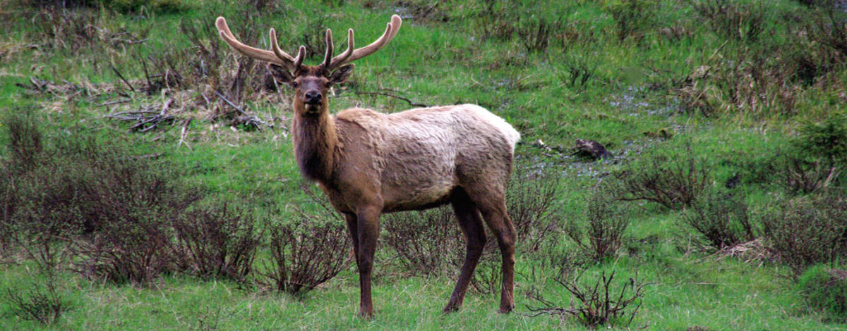 Bull elk in velvet / Photo by Scott Rudel