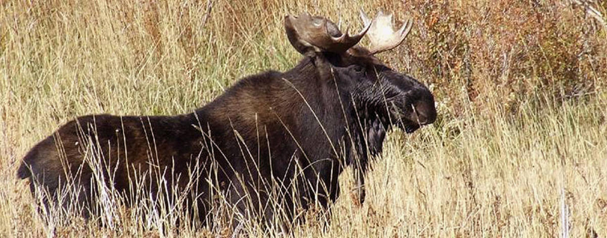 Bull moose in yellow grass
