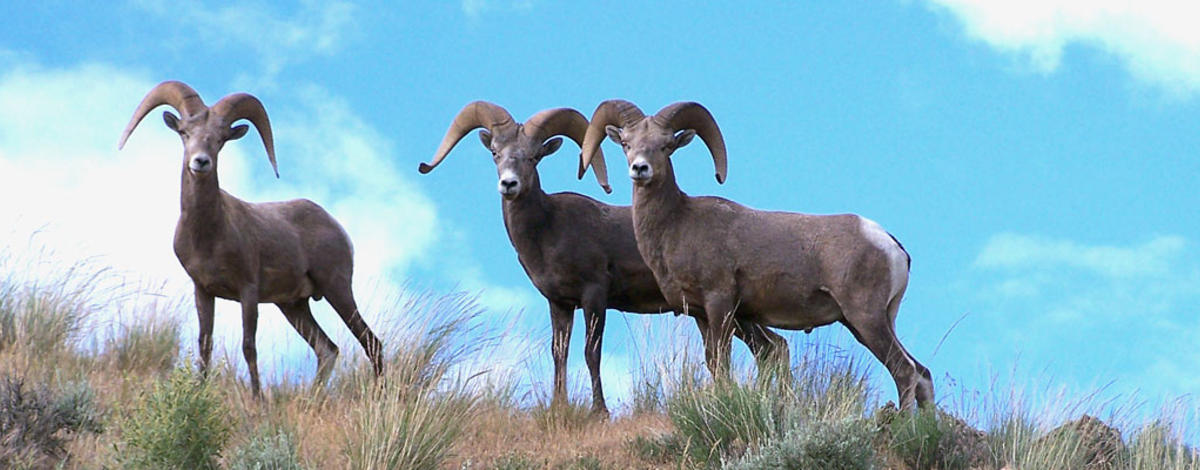 Three California Bighorn Sheep