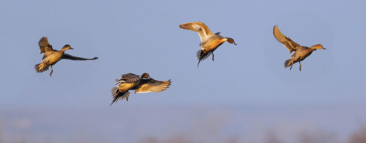 banner_flying-pintails