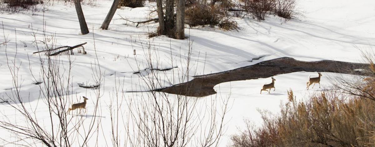 How to Track Deer in the Snow — Hunt. Learn. Share.