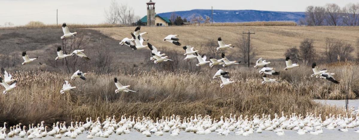 Snow geese at Fort Boise