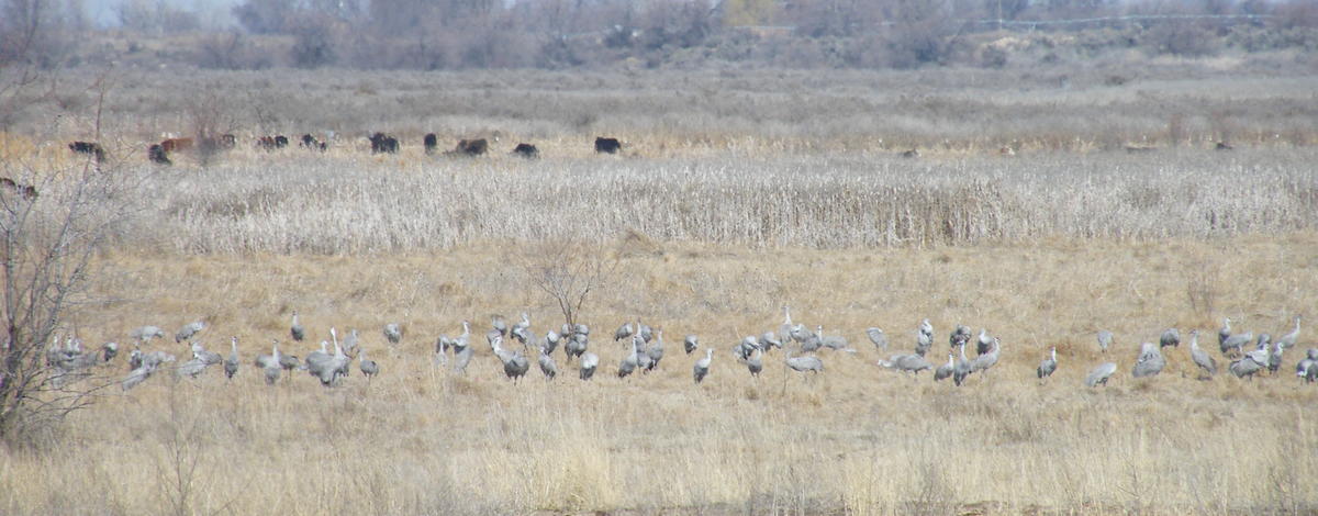 sandhill cranes and cattle at the Roswell Marsh Wildlife Management Area March 2010