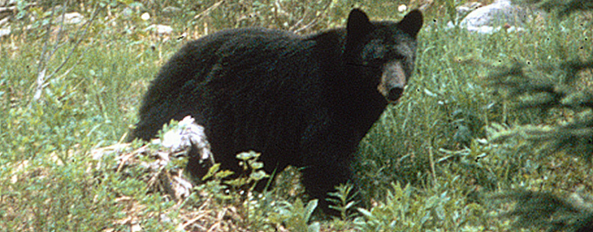 black bear walking in grass