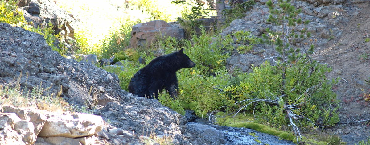 black bear sitting in brush September 2008