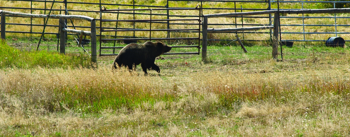 medium shot of a grizzly in a pasture September 2008