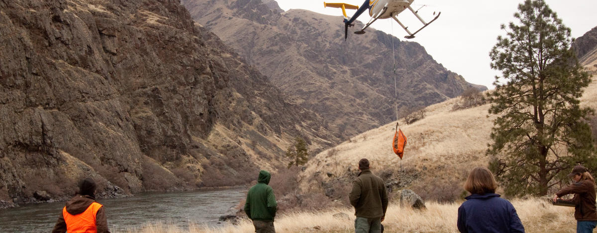 bighorn sheep capture August 2010 helicopter bringing in a bighorn