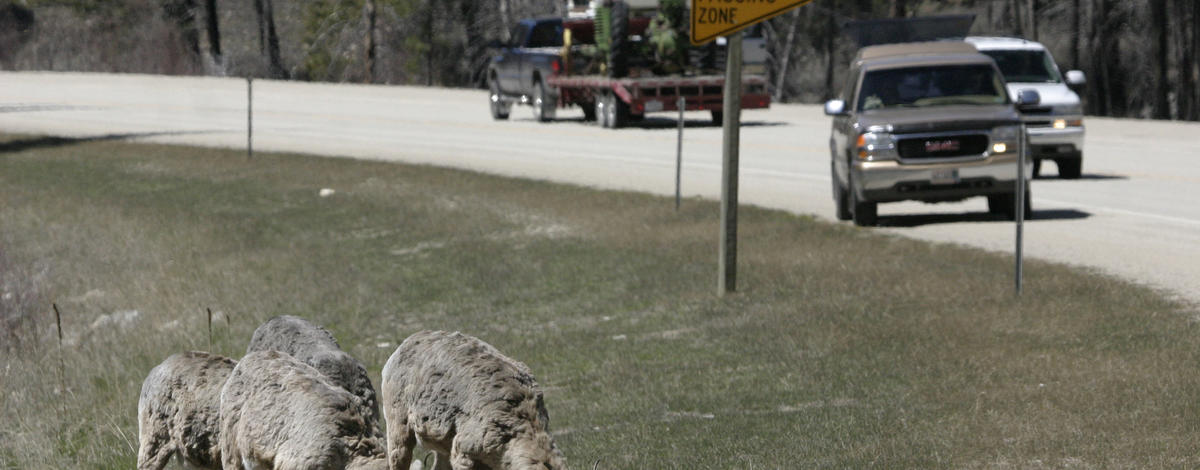 bighorns on road on the Lolo Pass April 2007