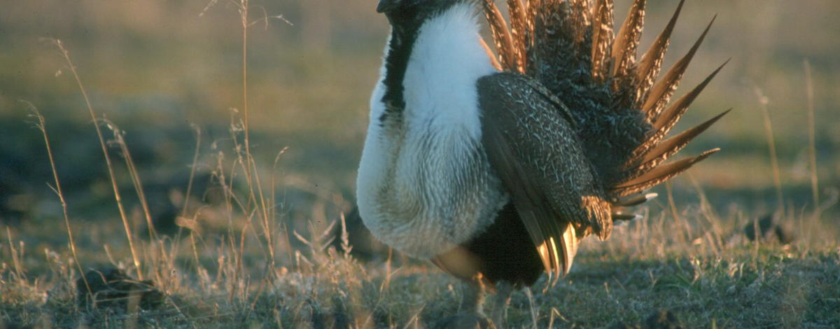 sage grouse with fan tight shot 