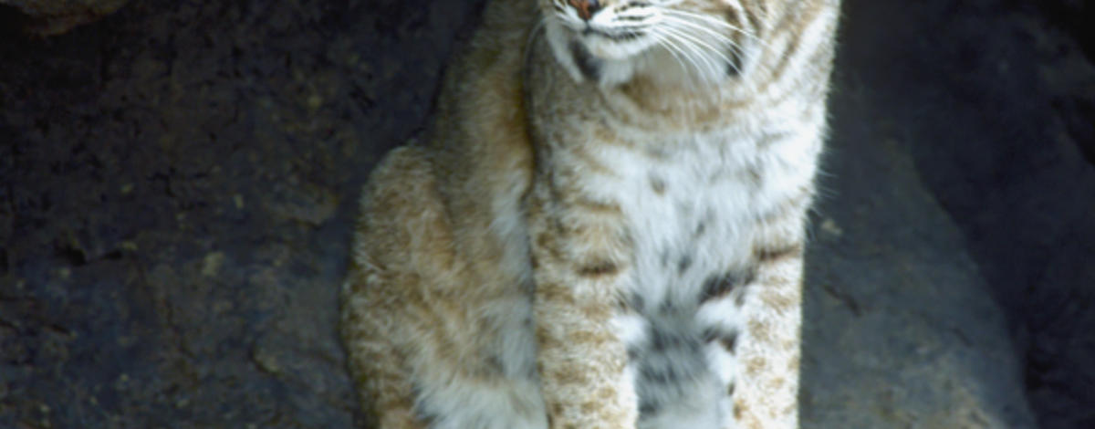 bobcat on ledge in rocks