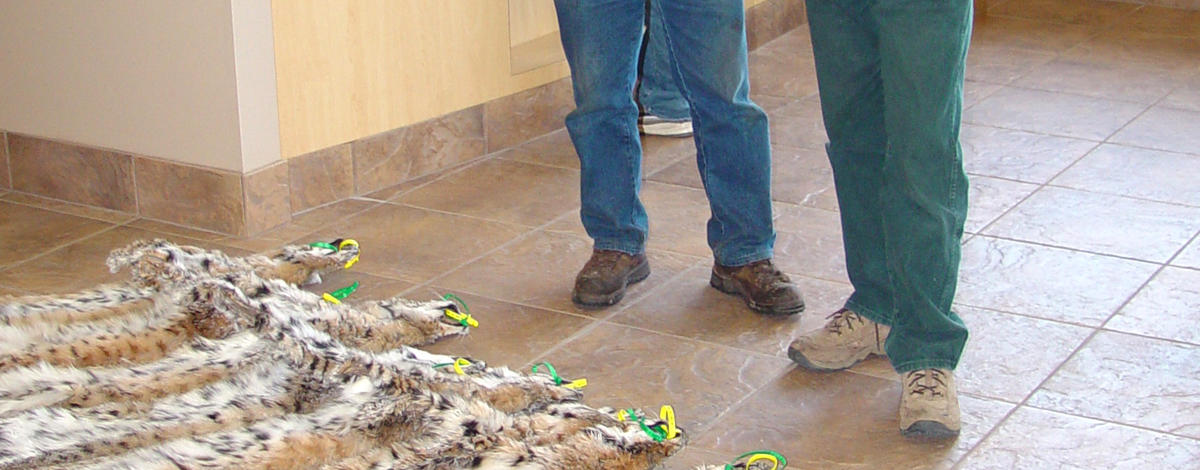  wide shot of an IDFG conservation officer and another man look over bobcat skins for a report February 2006