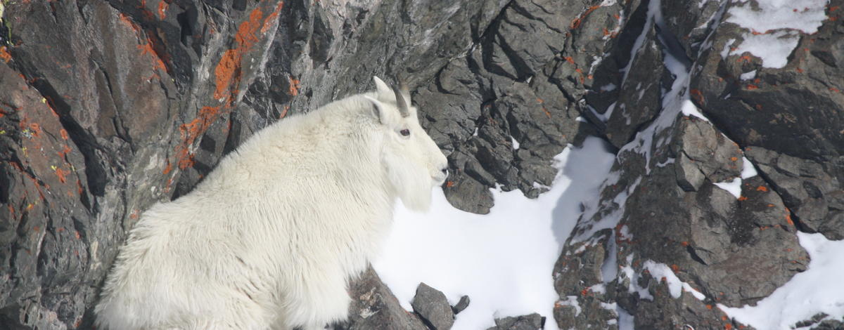 mountain goat in boulders covered in snow February 2012