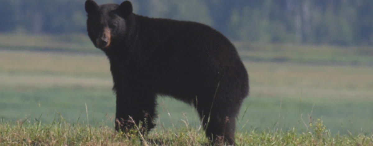 black bear in the Boundary Creek WMA Wildlife Management Area August 2015