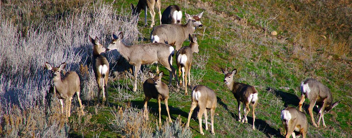 medium shot of a mule deer herd in the BRWMA Boise River Wildlife Management Area February 2010