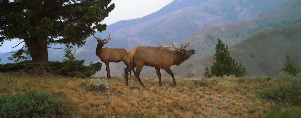 bull-elk-banner-0822