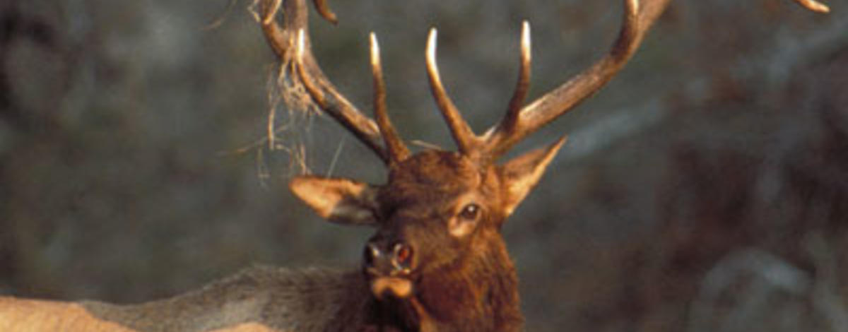 bull elk with grass on antlers head shot