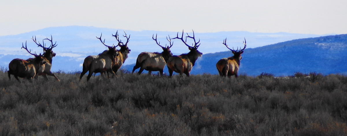 herd of bull elk in sage brush medium shot December 2012
