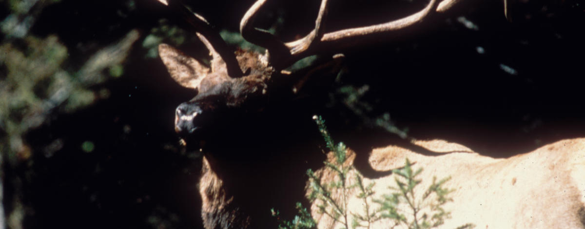 bull elk