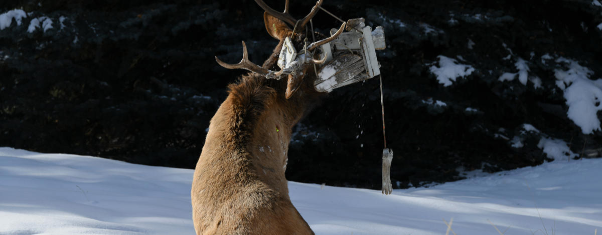 bull_elk_after_being_darted_gimlet_january_11_2021