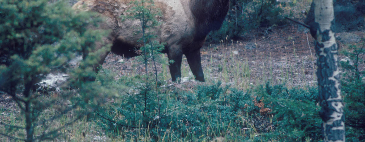 bull elk by trees