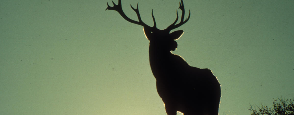 red deer sunset silhouette 