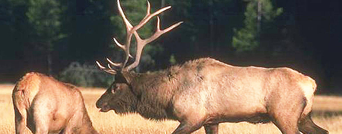 bull elk and cow elk in meadow