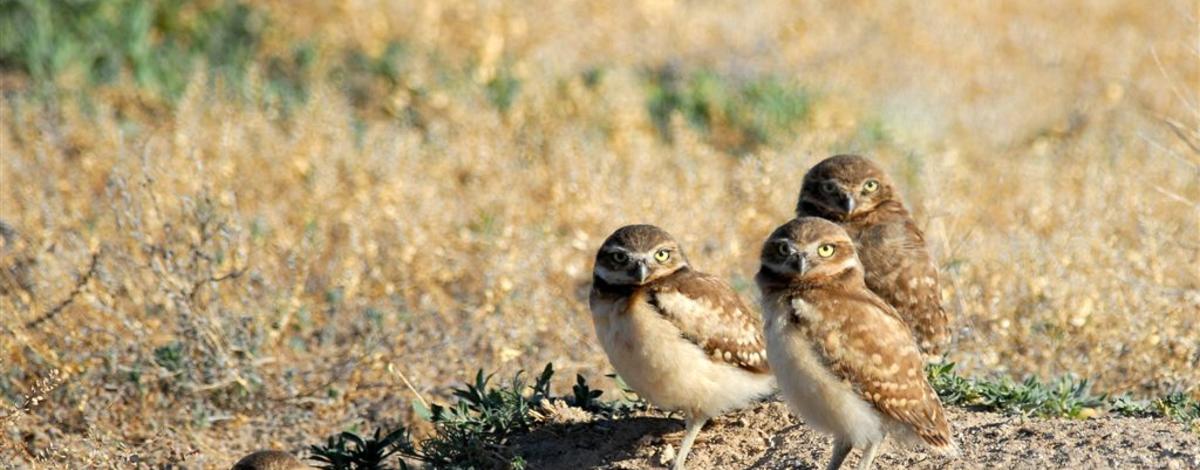 burrowing owls June 2007